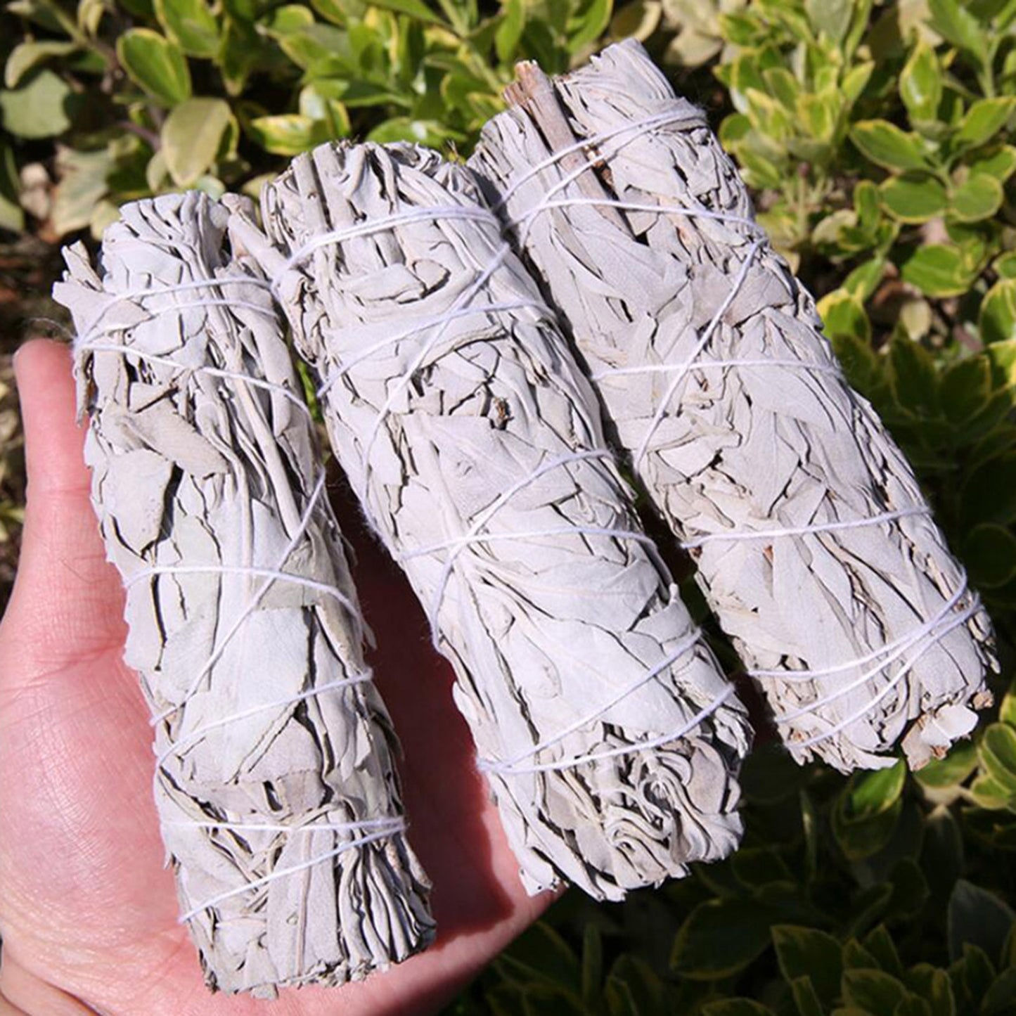 10cm White Sage Bundle and Palo Santo Wood for Spiritual Cleansing and Uplifting Energy